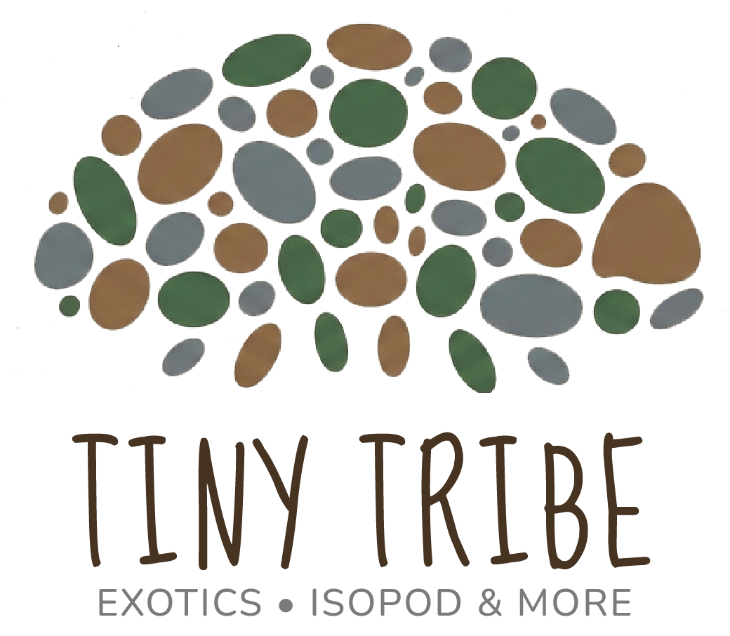 Tiny Tribe
