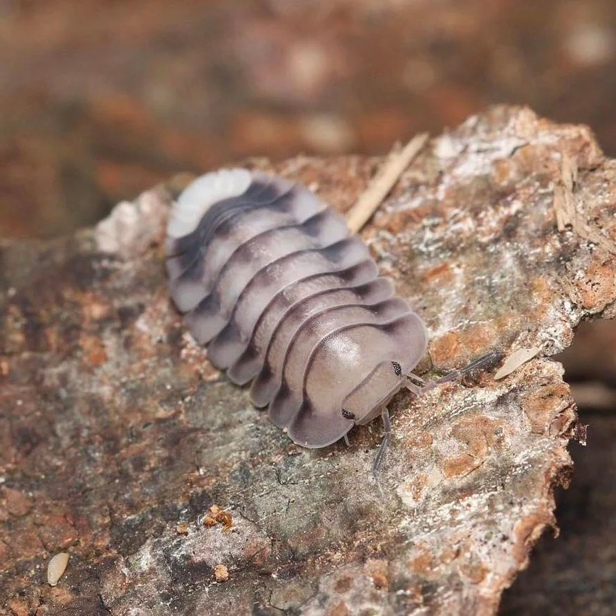 Rare Isopods